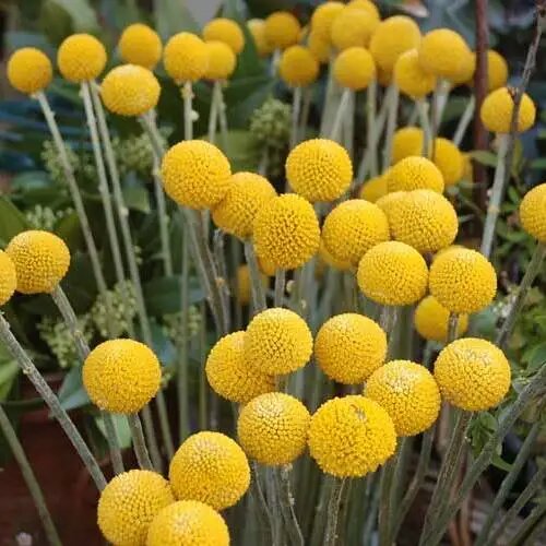 Craspedia Flower Seeds Yellow – Heirloom Non-GMO High Germination Seeds