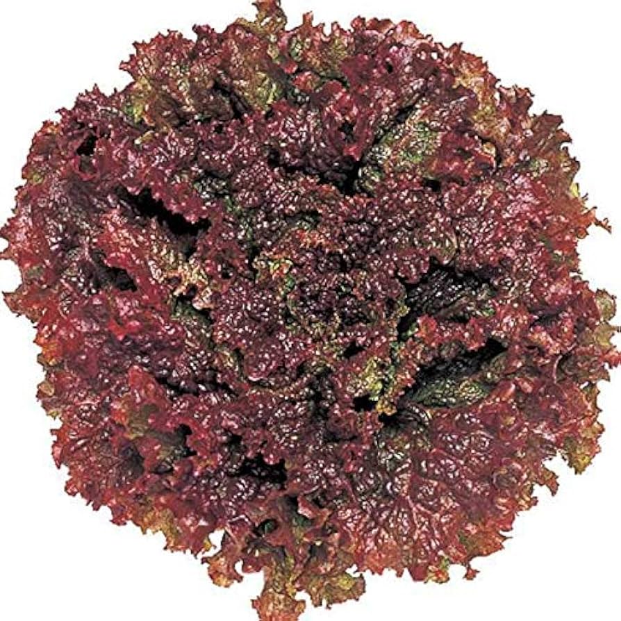 Red Bio herb seeds