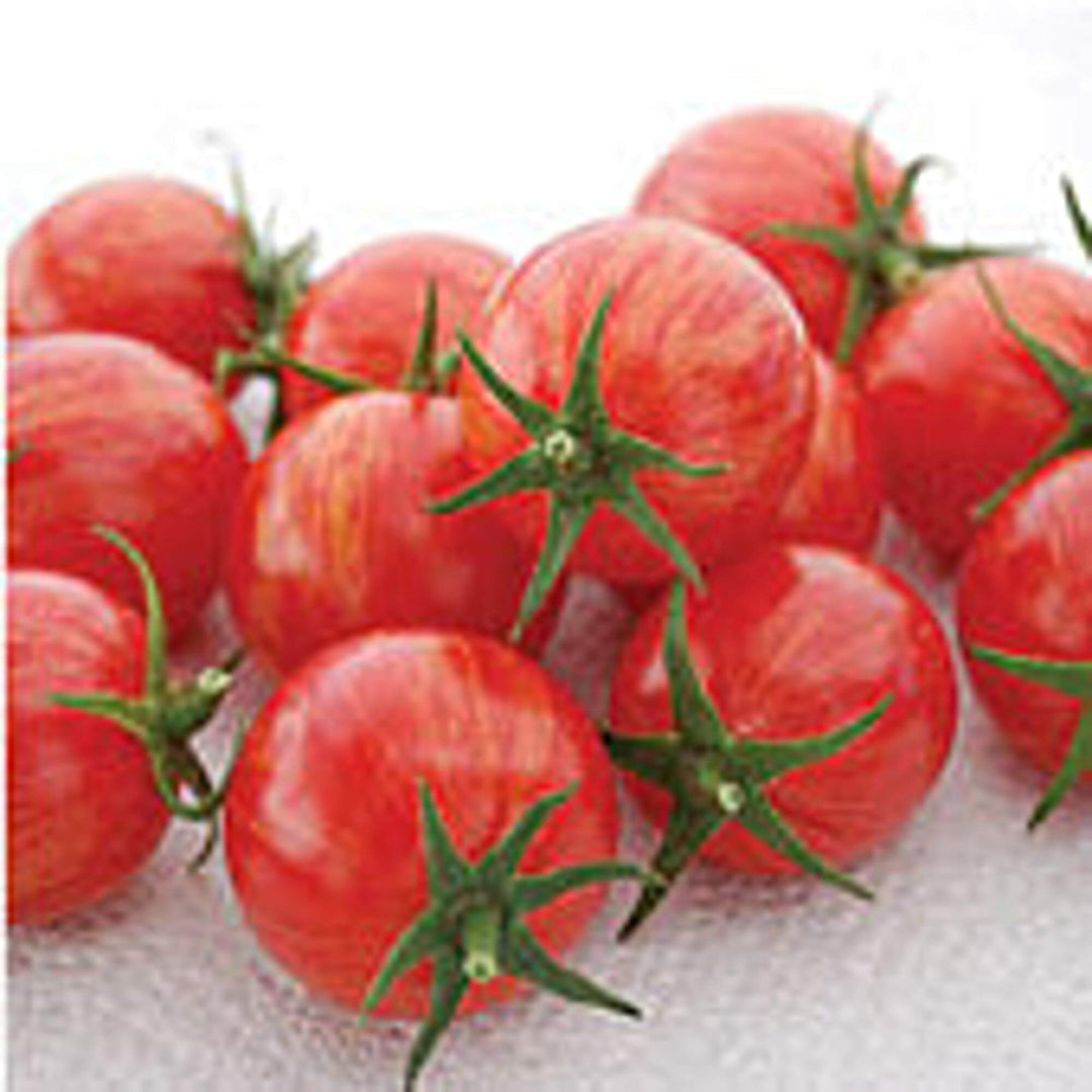 Pink Bio herb seeds