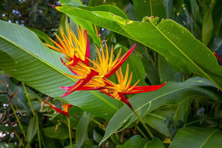 Perennial Bird Paradise Flower Seeds for Planting – Heirloom, Non-GMO, Organic Seeds
