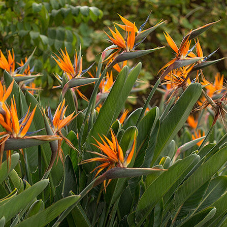 Orange Strelitzia Nicolai Flower Seeds – Heirloom, Non-GMO, High Germination Seeds