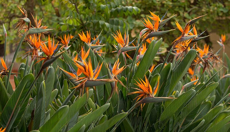 Orange Bird Paradies-Saatgut zum Pflanzen – Erbstück, gentechnikfrei, hohe Keimfähigkeit, Bio-Gartensamen