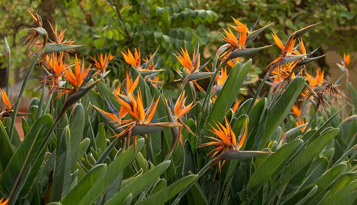 Orange Bird Paradies-Saatgut zum Pflanzen – Erbstück, gentechnikfrei, hohe Keimfähigkeit, Bio-Gartensamen