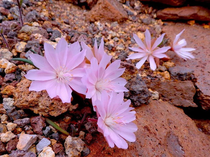 Light Purple Lewisia Flower Seeds – Heirloom, Non-GMO, High Germination Seeds