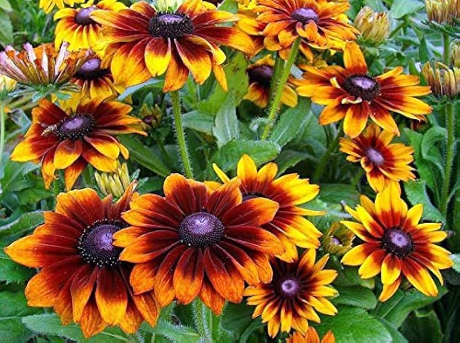 black eyed flower seeds