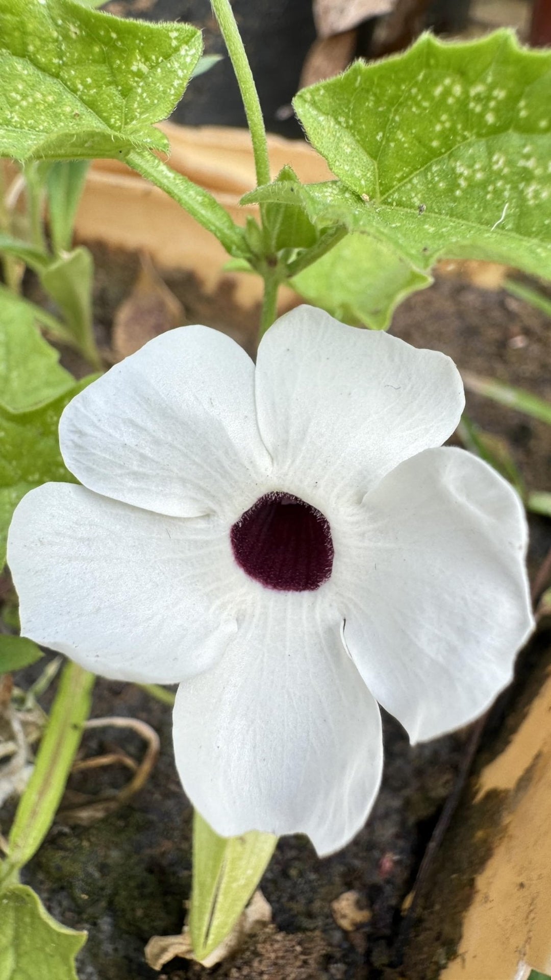 black eyed flower seeds
