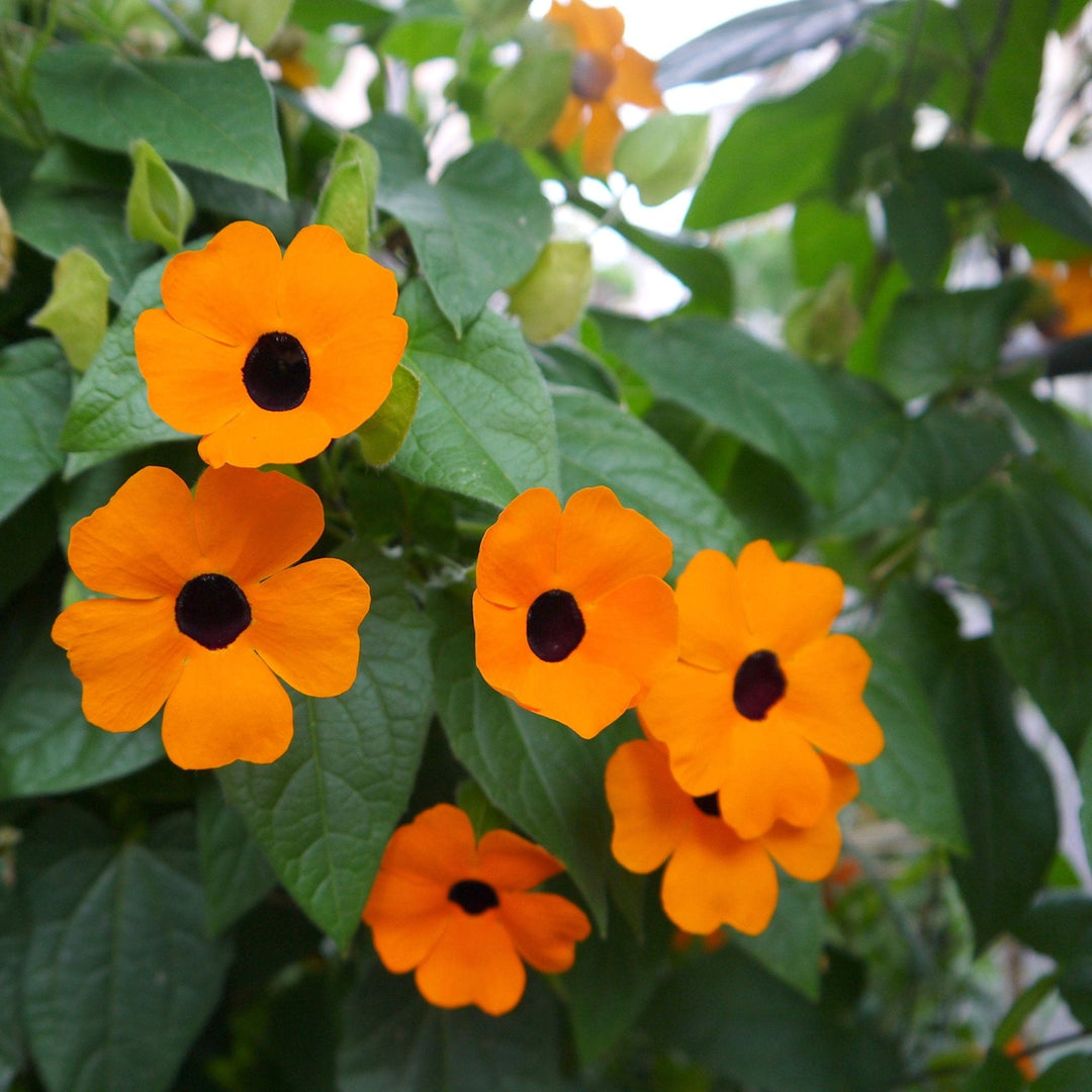 black orange flower seeds