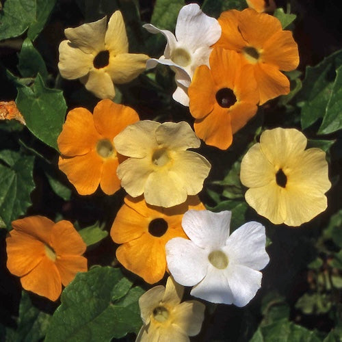 Thunbergia-Blumen-Samen-Mischung, alte Sorte, Non-GMO, hohe Keimrate, Bio-Gartensamen zum Pflanzen