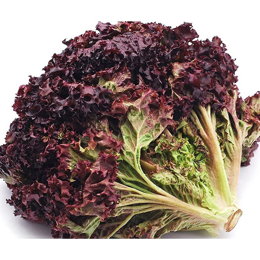 Black Lettuce herb seeds