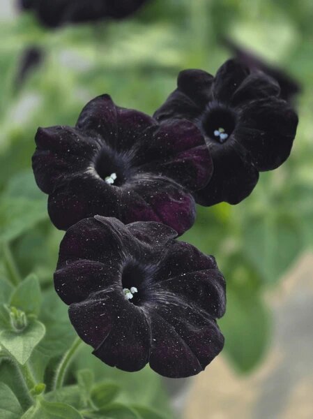 Semillas de Petunia Negra para Plantar – Semillas de Alta Germinación, No Modificadas Genéticamente, Variedad Tradicional