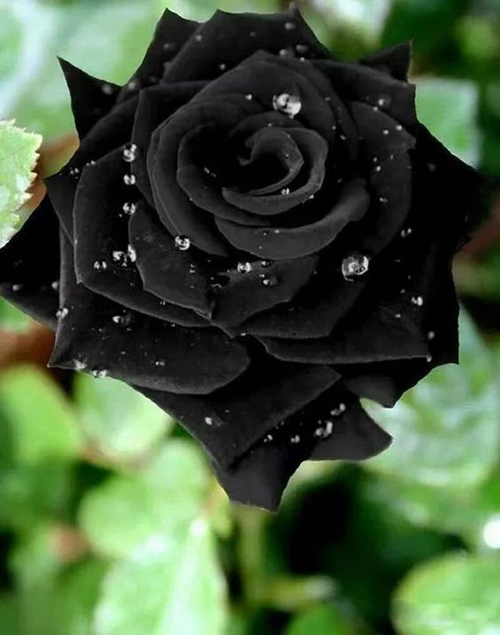 black rose flower seeds