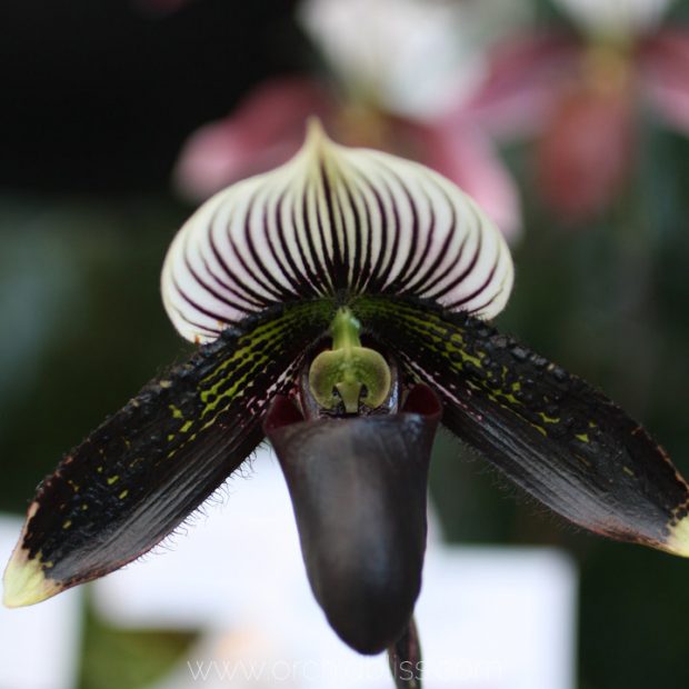 Black Cypripedium Flower Seeds for Planting – Heirloom Non-GMO High Germination Seeds