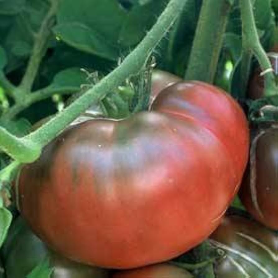 black tomato flower seeds