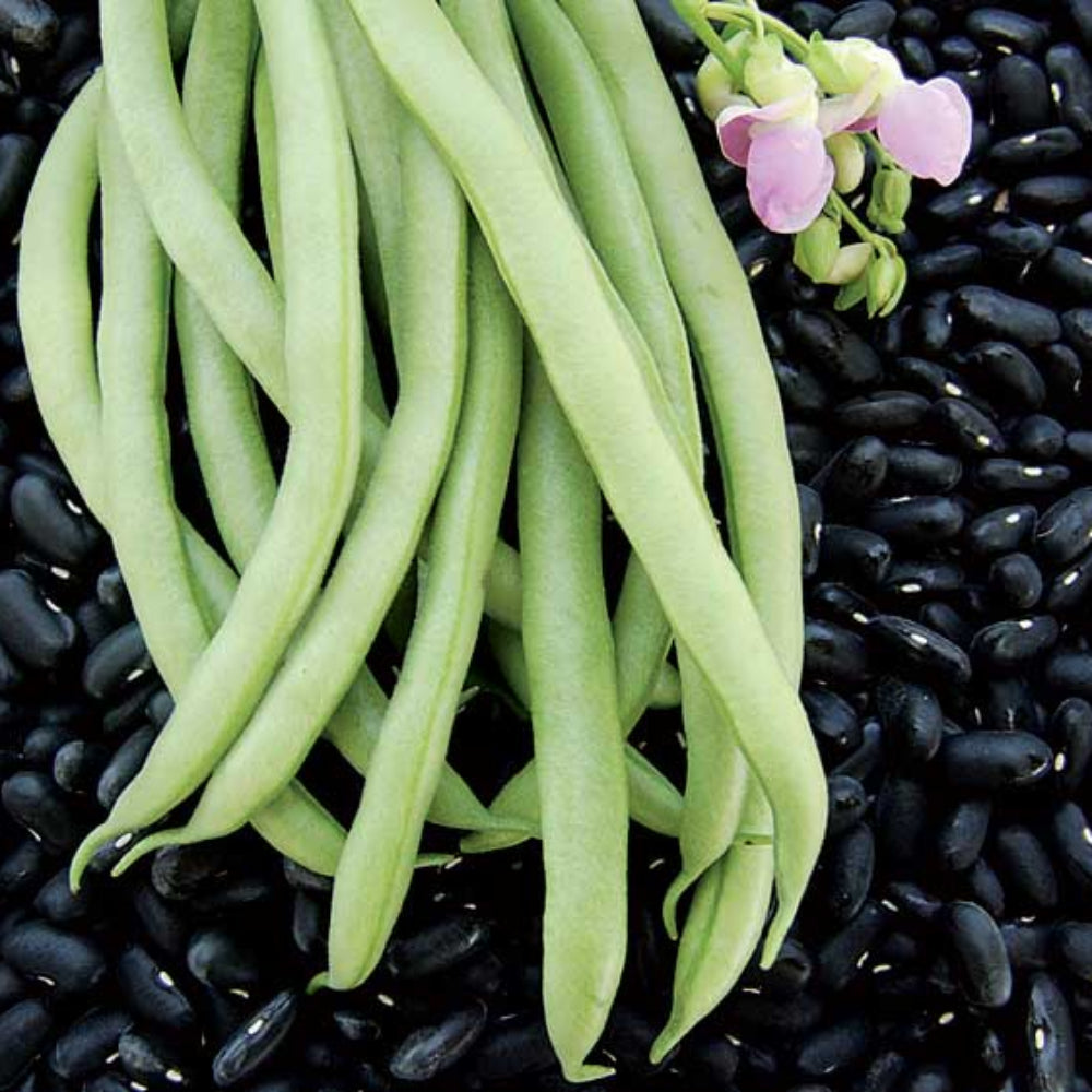 black bean flower seeds
