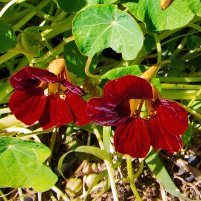 black velvet flower seeds