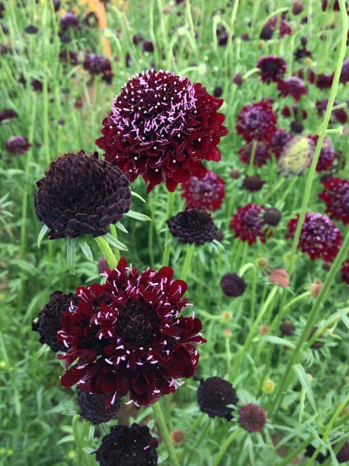 Brown Astrantia Flower Seeds for Planting Heirloom Non-GMO High Germination Organic Garden Seeds