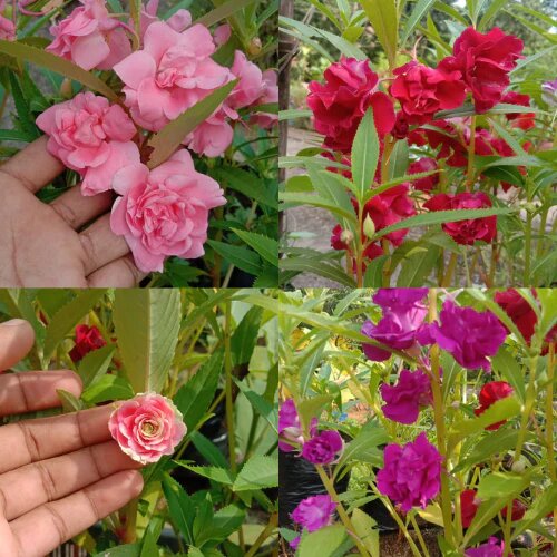 Double Balsam Camellia Flower Seeds – Heirloom Non-GMO High Germination Seeds