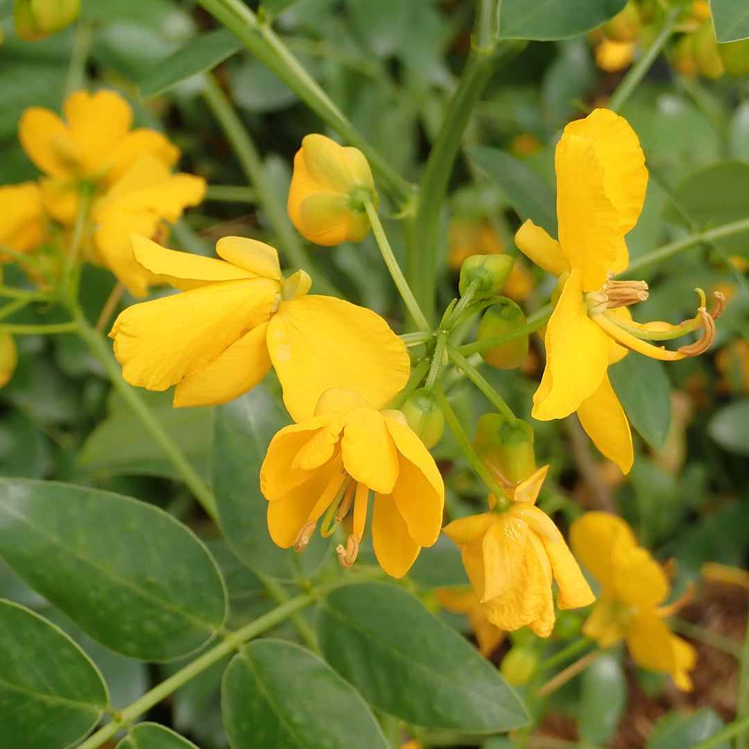 Bladder Senna herb seeds
