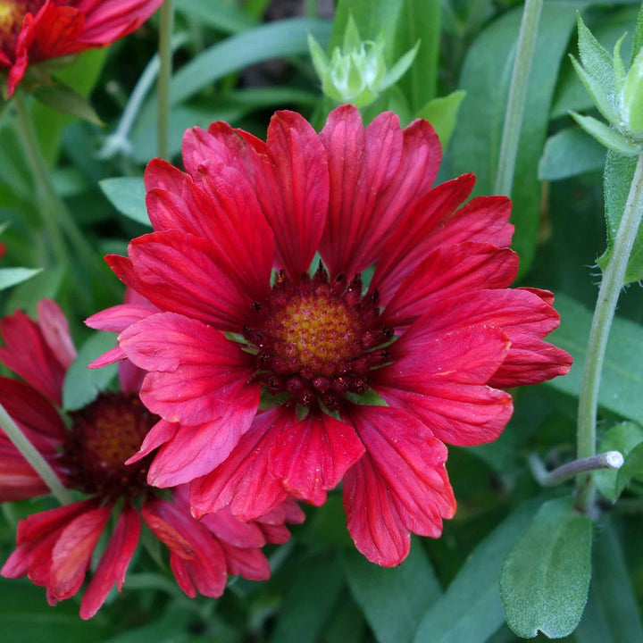 Red Aristata Grandiflora Flower Seeds for Planting – Heirloom Non-GMO Organic Seeds