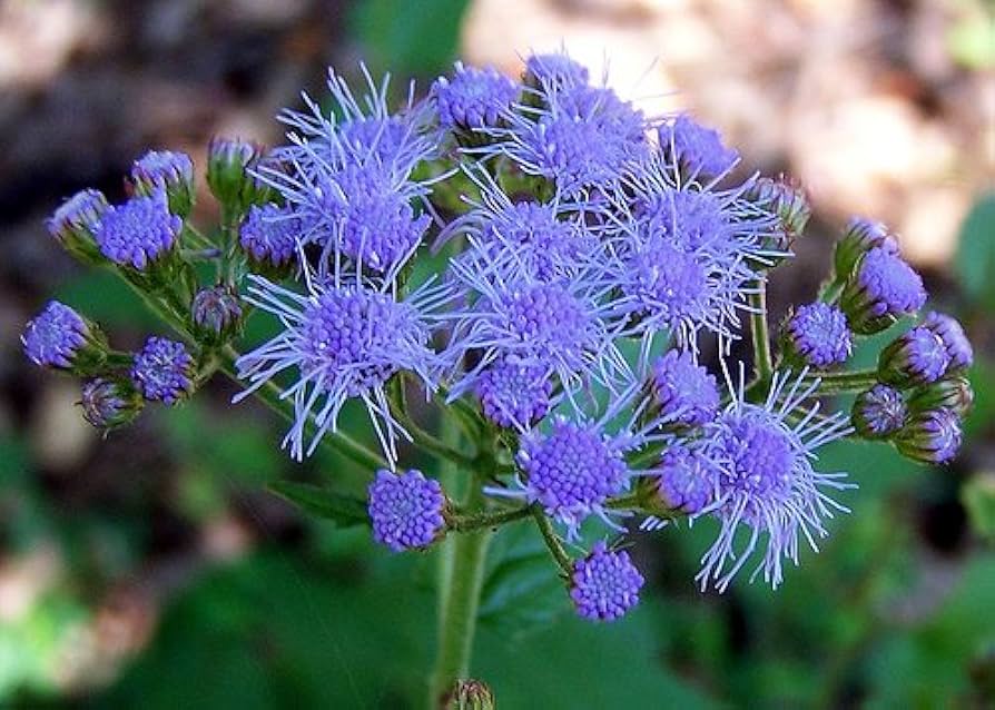 blue blau flower seeds