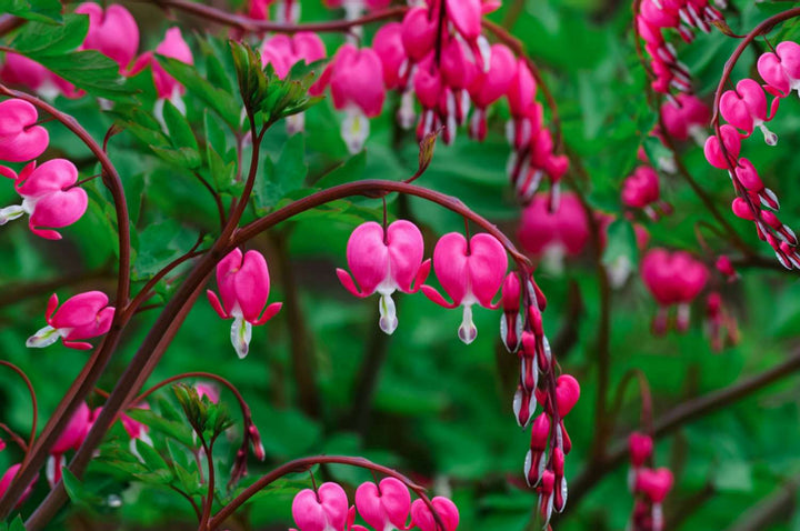 Pink Bleeding Heart Flower Seeds for Planting Heirloom Non-GMO High Germination Organic Garden Seeds