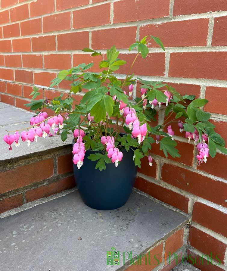 Light Pink Bleeding Heart Flower Seeds Heirloom Non-GMO High Germination Organic Garden Seeds for Planting