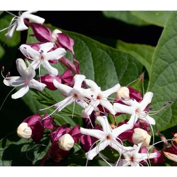 White Clerodendron Trichotomum Flower Seeds Heirloom Non-GMO High Germination Organic Garden Seeds for Planting