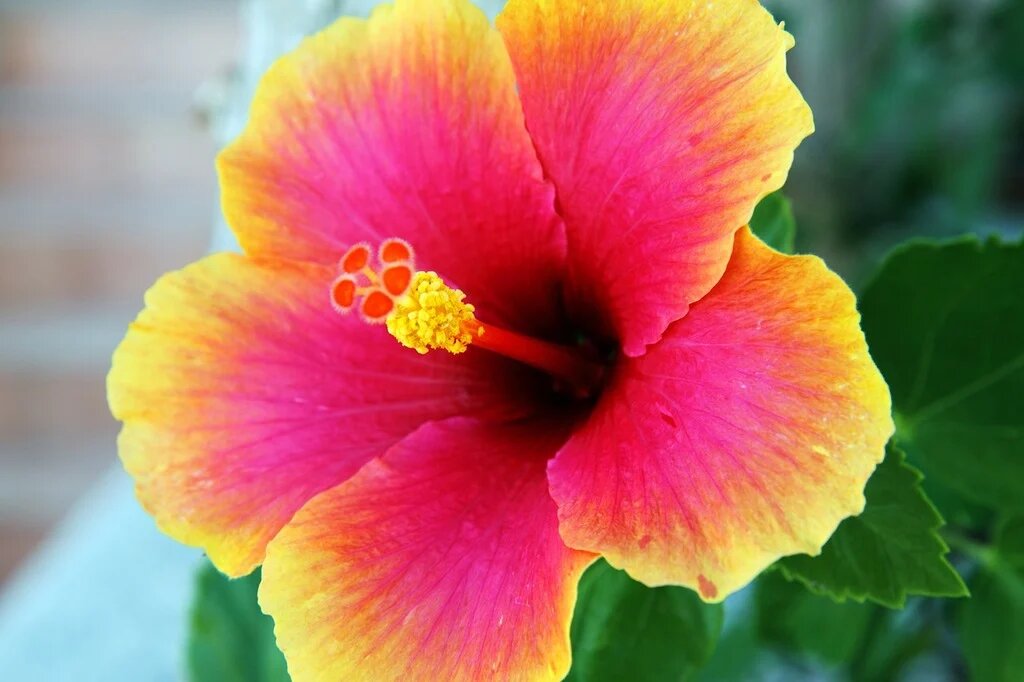 Semillas de flor de hibisco amarillo-rosa en flor – Cimarrón, sin OMG, alta germinación, semillas orgánicas para jardín