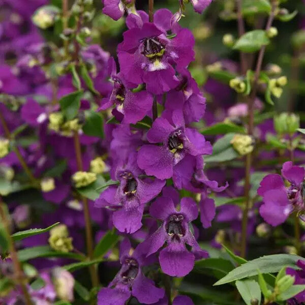 Angelonia Flower Seeds Purple for Planting Heirloom Non-GMO High Germination Organic Garden Seeds