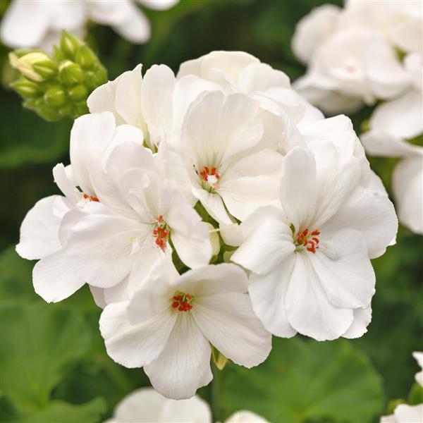 White Geranium Flower Seeds for Planting – Heirloom Non-GMO High Germination Seeds
