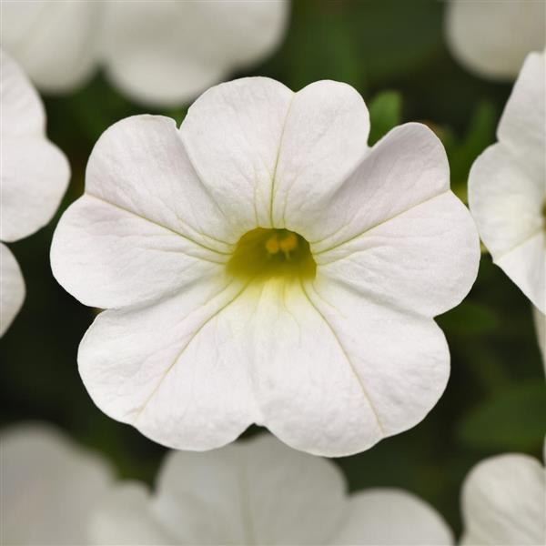 White Calibrachoe Flower Seeds – Heirloom, Non-GMO, High Germination, Organic Garden Seeds