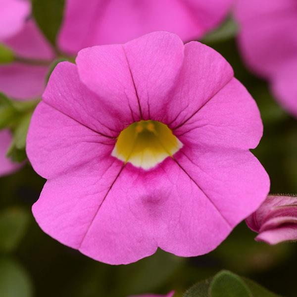 Pink Calibrachoa Flower Seeds – Heirloom, Non-GMO, High Germination, Organic Garden Seeds