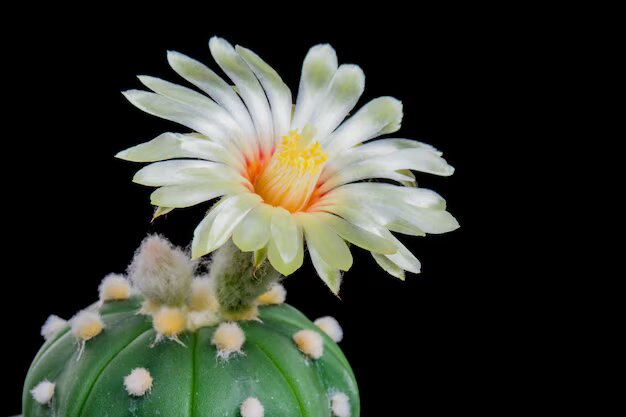Astrophytum Flower Seeds White for Planting – Heirloom Non-GMO High Germination Organic Seeds