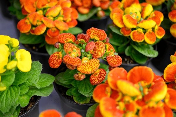 Gemischte Frauenschuh-Blumensamen – Alte Sorte, gentechnikfrei, hohe Keimfähigkeit