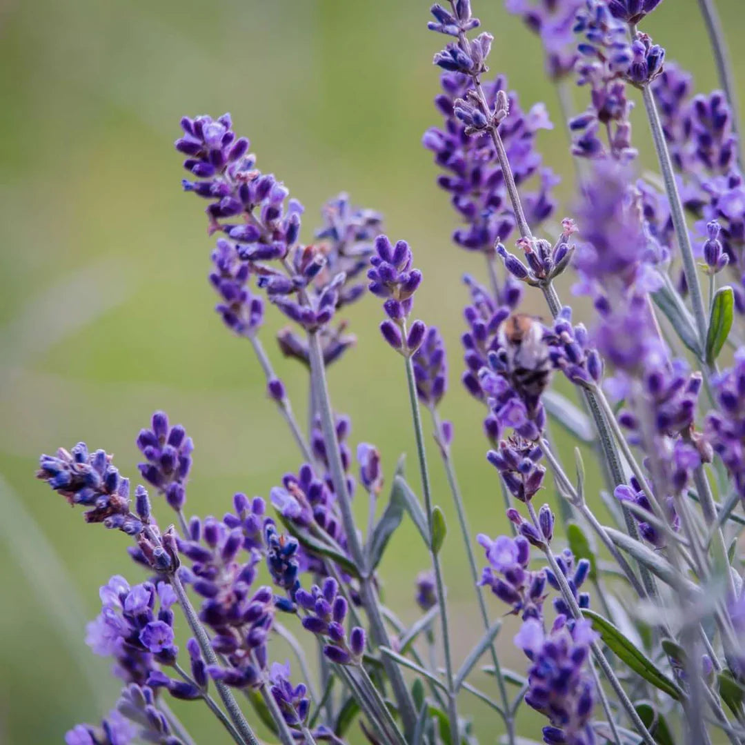 lavender lavandula flower seeds