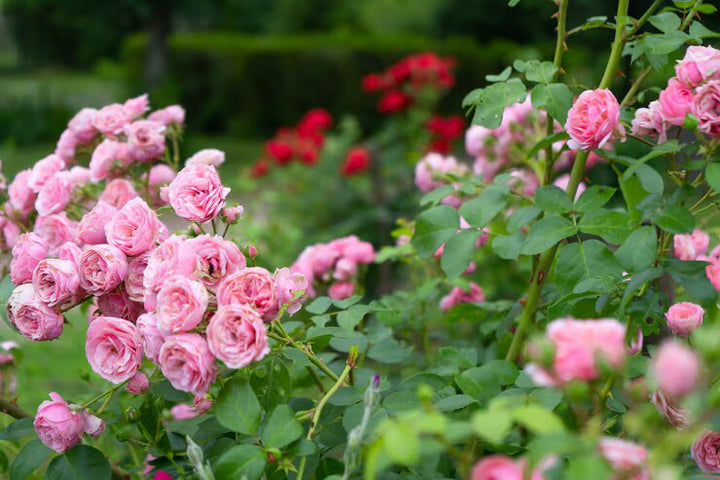 Blooming Rose Flower Seeds For Planting – Heirloom, Non-GMO, High Germination Organic Garden Seeds