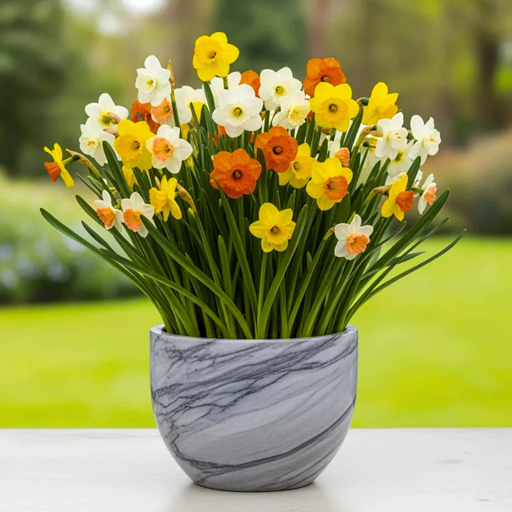 Daffodil Flower Seeds Mixed for Planting – Heirloom Non-GMO High Germination Seeds