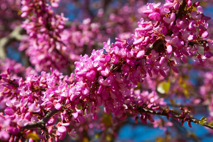 Pink Jacaranda Tree Seeds – Seeds for Planting, Heirloom, Non-GMO, High Germination Organic Garden Seeds