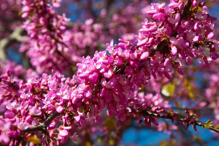 Pink Jacaranda Tree Seeds – Seeds for Planting, Heirloom, Non-GMO, High Germination Organic Garden Seeds
