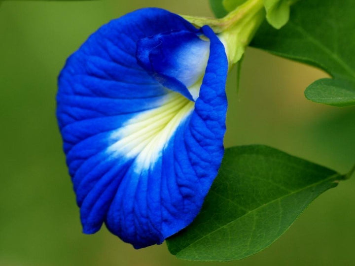 Astragalus Flower Seeds Blue for Planting – Heirloom Non-GMO High Germination Organic Seeds