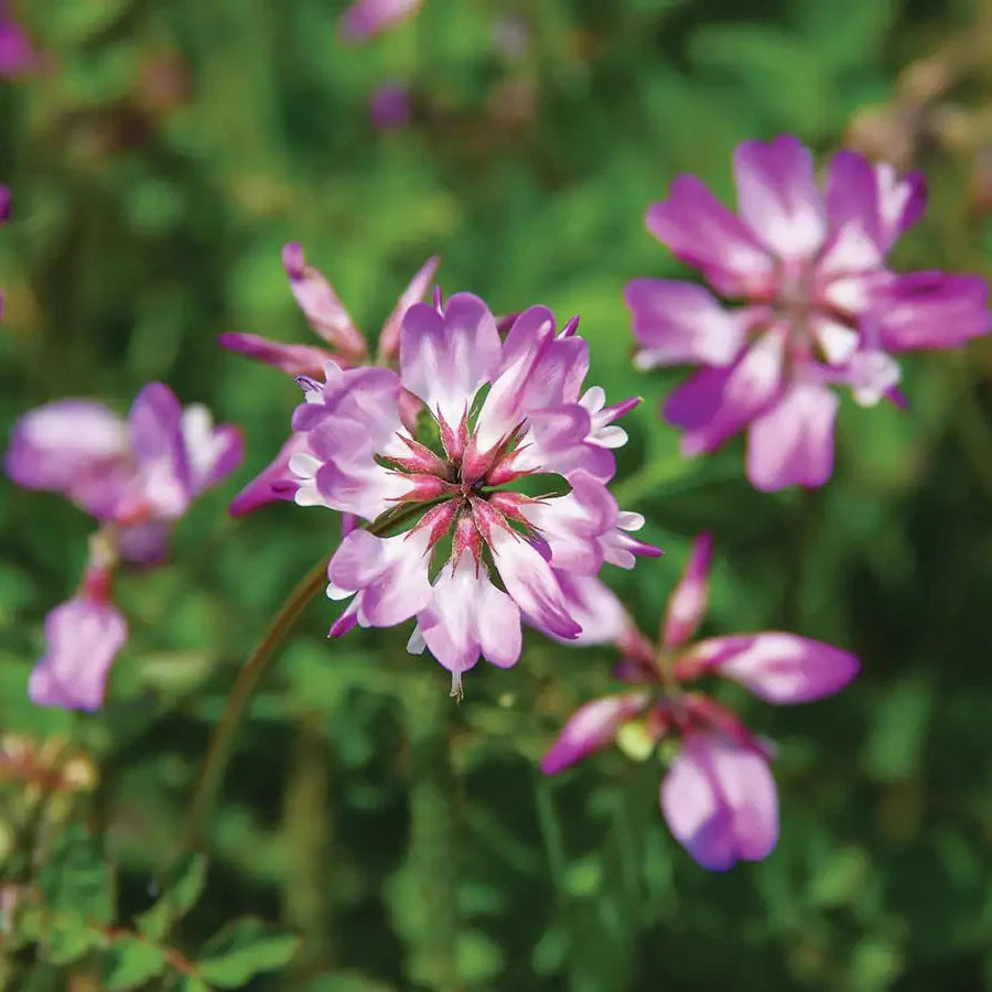 Blue Astragalus herb seeds