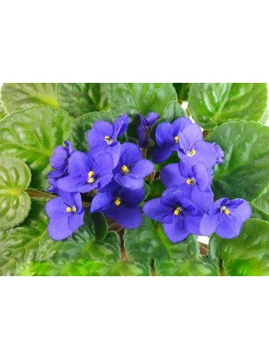 Blue Begonia Flower Seeds for Planting – Heirloom Non-GMO High Germination Organic Seeds