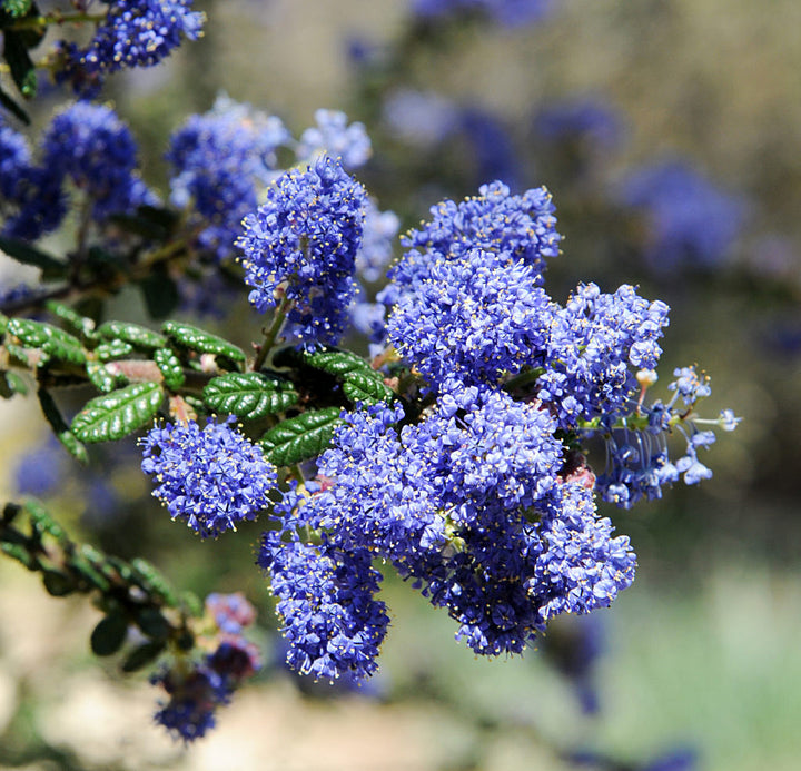 Blue Ceanothus Flower Seeds for Planting – Heirloom Non-GMO High Germination Seeds