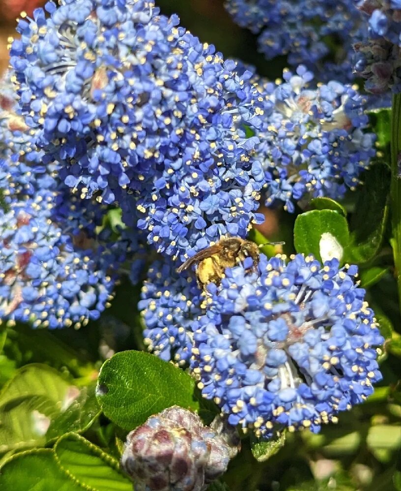 Blue Ceanothus Flower Seeds for Planting – Heirloom Non-GMO High Germination Seeds