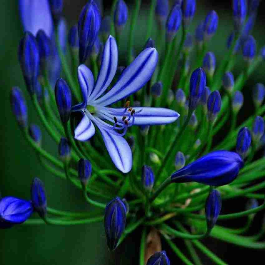 blue chinese flower seeds