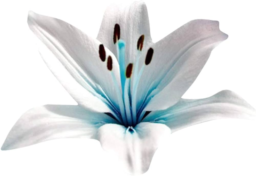 blue heart flower seeds
