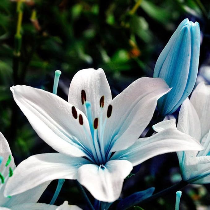 blue heart flower seeds