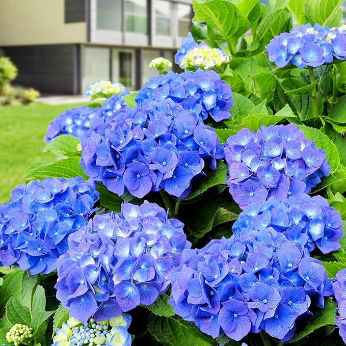 blue hydrangea flower seeds