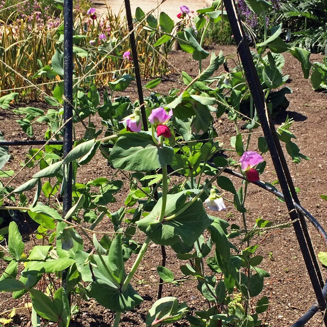 blue podded flower seeds