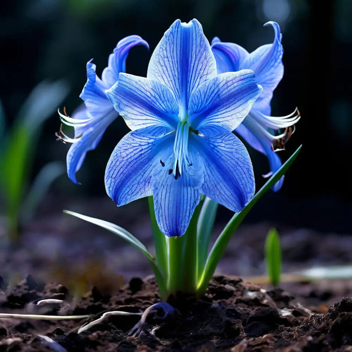 Amaryllis Flower Seeds for Planting – Heirloom Non-GMO High Germination Organic Garden Seeds